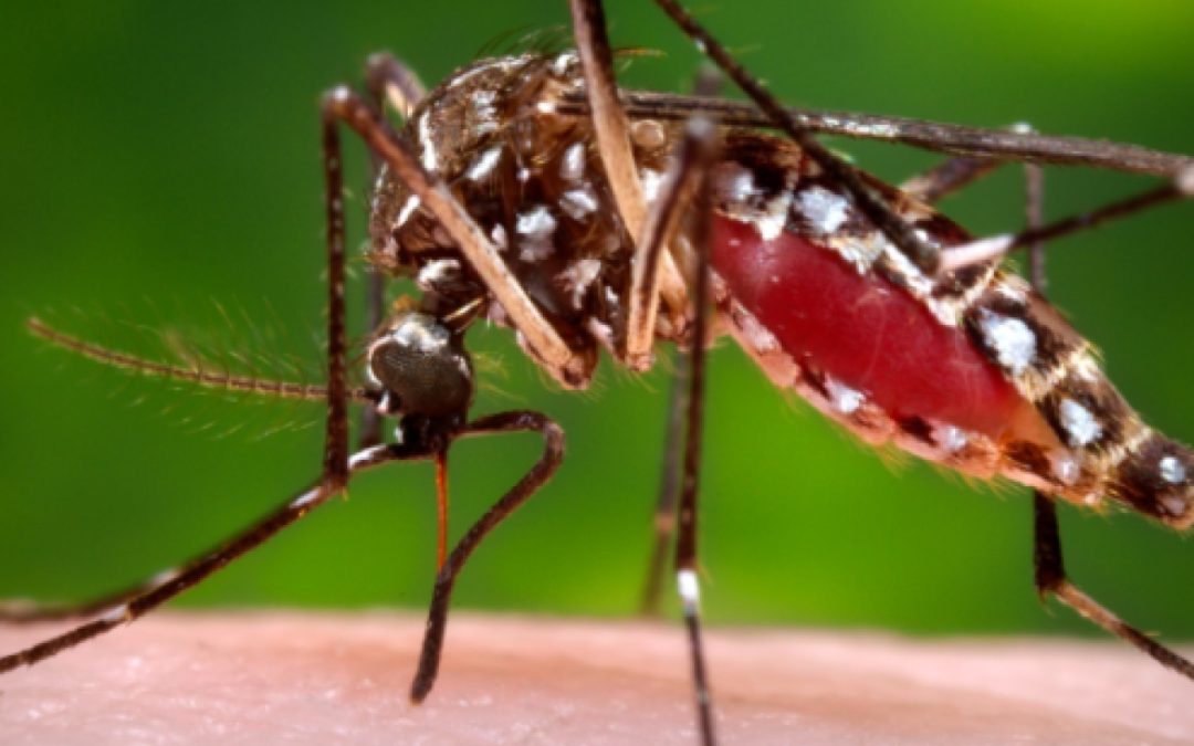 BENI DETECTA DENGUE Y CHIKUNGUNYA ANTES DE LAS LLUVIAS