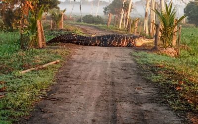 GIGANTESCO CAIMÁN NEGRO REAPARECE EN SANTA ROSA DEL YACUMA